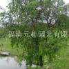 福建福州福建串錢(qián)柳