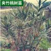 基地批發夾竹桃樹苗叢生單株夾竹桃苗 庭院別墅美化苗高速綠化