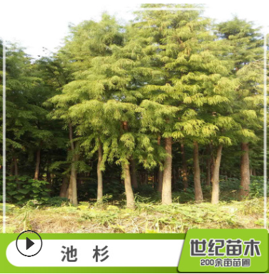 池杉水杉苗批發(fā) 工程綠化苗木