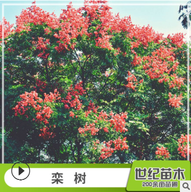 欒樹 胸徑5-25cm綠化苗木 苗圃供應(yīng)樹苗批發(fā)