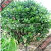 供應獨桿冬青球_獨桿冬青球價格_獨桿冬青球產(chǎn)于河北浩瀚苗圃
