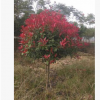 基地直批發紅葉石楠 工程苗木 容器苗 品種優良保證