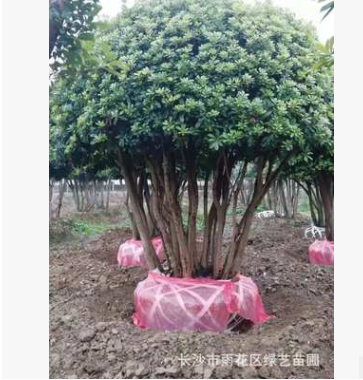 苗圃優(yōu)價供應(yīng)造型楊梅古樁 多桿楊梅樹 園林果樹