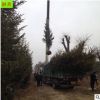 批發帶土球云杉 成活率高風景樹 可做圣誕樹 3 4 5米云杉樹苗價格