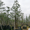 園林批發(fā)綠化工程樹木自然型杜松 適合南北方種植邊道綠化杜松