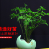 米竹苗盆栽鳳尾竹觀音竹觀賞竹子庭院客廳陽(yáng)臺(tái)小型竹子鳳尾竹盆景
