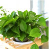 基地直銷綠蘿盆栽室內吸除甲醛綠植凈化空氣水培植物花卉吊蘭綠籮