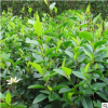 含笑花苗盆栽盆景 濃香型 香蕉花 陽臺室內庭院綠植花卉