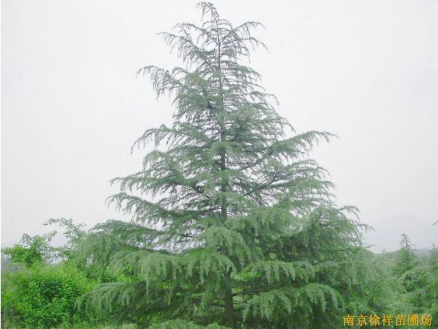 高5米雪松