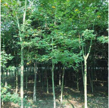 青楓2-3米截桿耐旱植物批發供應“四季”綠化苗木園林觀賞
