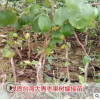 臺(tái)灣大青棗果樹(shù)苗蜜棗王嫁接苗南方種植果樹(shù)苗木盆栽地栽當(dāng)年結(jié)果