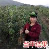 臺(tái)灣大青棗果樹(shù)苗嫁接苗水果苗四季盆栽地栽果苗南方種植當(dāng)年結(jié)果