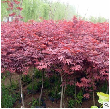 基地批發(fā)銷售日本紅楓樹(shù)苗 庭院觀賞苗木 紅楓苗
