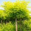 菏澤國槐基地1