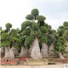 宏景園藝榕樹樁景批發(fā) 景觀樹多種規(guī)格造型樹 福建小葉榕樹苗木
