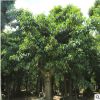 高山榕原產(chǎn)地栽培 多年樹齡生命力旺盛易種植 漳浦苗木種植基地