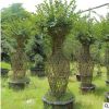 紫薇樹造型紫薇 形狀優(yōu)美生命力旺盛 基地大量種植供應 歡迎詢價