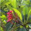 福建雞蛋花苗木批發(fā) 園林景觀綠化工程風景樹 多種規(guī)格基地種植