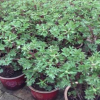 種植園直供 催花牡丹 四年苗
