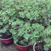 種植園直供 催花牡丹 四年苗