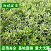 梔子花大葉梔子花小葉梔子花四季梔子花海梔子二梔子四季開(kāi)花植物
