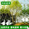 苗圃基地直供樸樹(shù)樹(shù)苗 園林綠化苗木 從生單桿樸樹(shù)小苗大苗批發(fā)