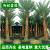 中東海棗樹(shù)大量批發(fā) 精選綠化苗木 精品加拿利海棗棕櫚樹(shù) 蒲葵