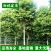 湘林苗圃 批發(fā)香樟樹(shù)多桿香樟 全冠香樟 苗木庭院精品常綠喬木