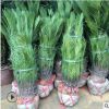 蘇鐵鐵樹批發 規格齊全 四季常青 小苗移植苗 大鐵樹盆栽盆景
