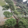 羅漢松價格,供應飄枝2.5米造型羅漢松批發 園林綠化 羅漢松盆景