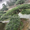 湖南羅漢松批發 離地30厘米量12公分的斜式造型羅漢松