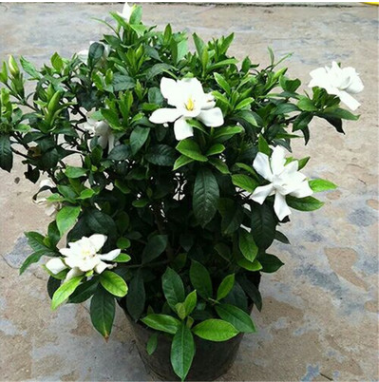 梔子花盆栽 大葉桅子花苗 獨(dú)桿梔子花 牡丹梔子花批發(fā)