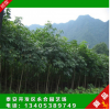 苗圃直銷優(yōu)質(zhì)七葉樹 大規(guī)格一級七葉樹 綠化風(fēng)景工程樹