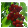 農(nóng)戶直銷櫻桃苗 岱紅櫻桃櫻桃苗