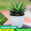 蘆薈 上海辦公室租賃 租擺室內(nèi)綠化盆栽植物花卉盆景