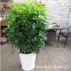 小葉發(fā)財(cái)樹鴨掌木鵝掌柴花葉發(fā)財(cái)盆栽辦公室綠植