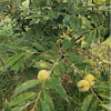 園藝場直售板栗樹苗 嫁接果樹苗大紅袍栗子苗 果實甘甜可口板栗苗