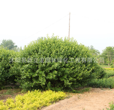 衛(wèi)矛球基地批發(fā) 四季常青衛(wèi)矛球綠化苗木公園綠化衛(wèi)矛球