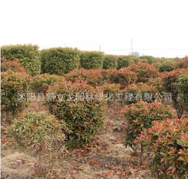 產(chǎn)地供應(yīng)紅葉石楠球 紅葉石楠柱公園廣場園林綠化樹 造型樹