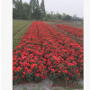 供應庭院攀爬藤月季，大花月季，薔薇，豐花月季