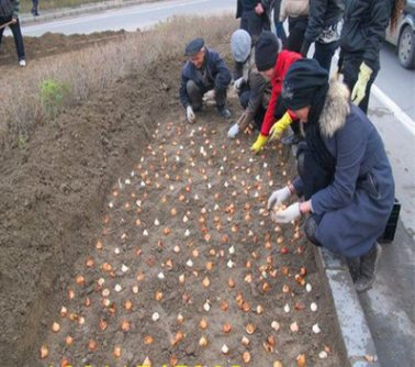 批發(fā)郁金香種球 荷蘭郁金香種球 室內盆栽種球花卉 水培土培