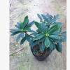 專業供應 室內高檔盆栽綠植花卉 帶花苞瑞香 盆栽帶花苞