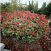 紅葉石楠 紅葉石楠球 80-100公分高 獨桿精品 四季常青樹