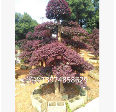 大量供應(yīng)造型紅桎木樹(shù)樁盆景 榆樹(shù)盆景 羅漢松盆景各種花樹(shù)造型樹(shù)