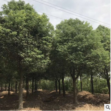 喬木-供應(yīng)胸徑15-20公分全冠香樟樹(shù) 25-55公分的骨架移栽香樟樹(shù)