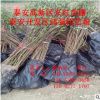 地經6公分龍柱碧桃苗批發價格 照手桃栽培技術