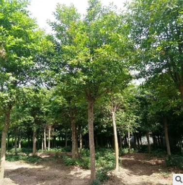 苗圃直供10 15 20 25公分湖南移栽杜英樹(shù) 全冠杜英樹(shù)綠化行道樹(shù)