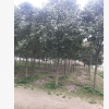 批發大葉女貞樹濕地園林綠化庭蔭樹行道樹工程綠化風景樹防護樹