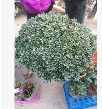 大型盆景楊梅紅杜鵑花， 年宵高檔優質花卉，楊梅紅，90-1米冠幅