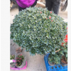 大型盆景楊梅紅杜鵑花， 年宵高檔優質花卉，楊梅紅，90-1米冠幅